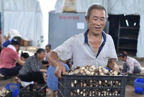 【中國農(nóng)民豐收節(jié)】松桃：金秋時節(jié)“畫”豐收