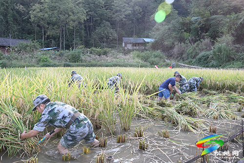 【我為群眾辦實(shí)事】松桃：農(nóng)家秋收好  民兵助農(nóng)忙