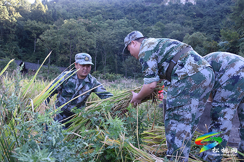 【我為群眾辦實(shí)事】松桃：農(nóng)家秋收好  民兵助農(nóng)忙