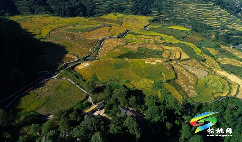 松桃：民兵助農(nóng)收稻忙