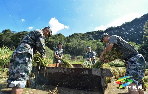 松桃：民兵助農(nóng)收稻忙