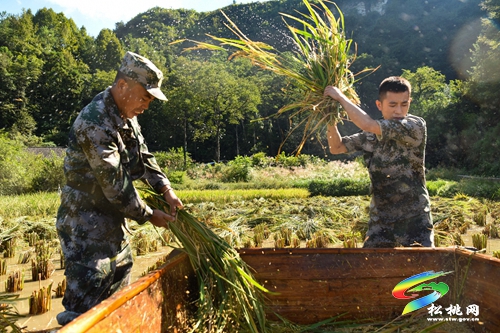 松桃：民兵助農(nóng)收稻忙