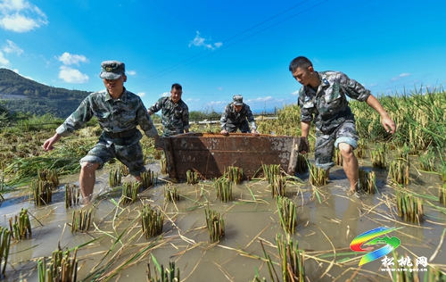 松桃：民兵助農(nóng)收稻忙