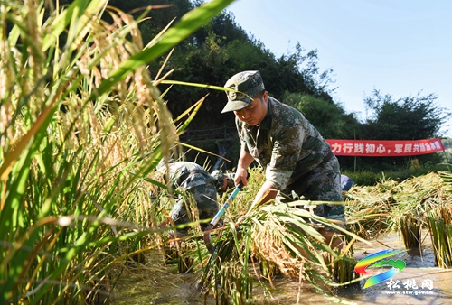 松桃：民兵助農(nóng)收稻忙