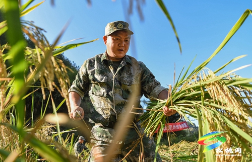 松桃：民兵助農(nóng)收稻忙