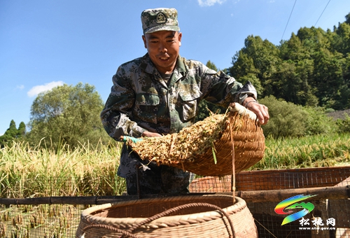 松桃：民兵助農(nóng)收稻忙