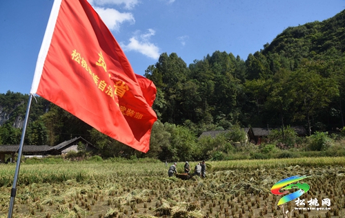 松桃：民兵助農(nóng)收稻忙