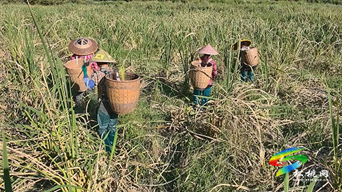 世昌街道：留住本土人才 助力鄉(xiāng)村振興