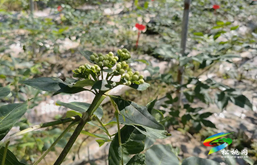 松桃積極探索培育高質(zhì)量中藥材助農(nóng)增收