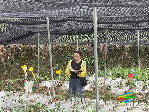 松桃積極探索培育高質(zhì)量中藥材助農(nóng)增收