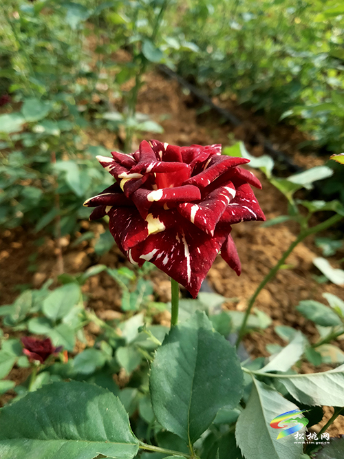 松桃城郊有片玫瑰園，假期旅游打卡好去處