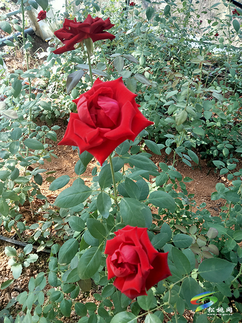 松桃城郊有片玫瑰園，假期旅游打卡好去處
