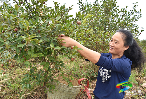 松桃：20萬余畝油茶開始采摘