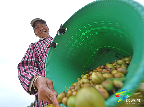 松桃：20萬余畝油茶開始采摘