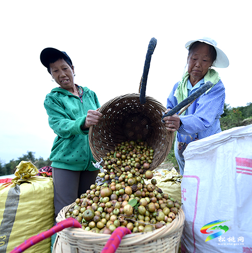 松桃：20萬余畝油茶開始采摘