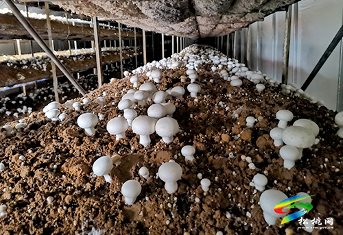 太平營(yíng)街道：小小食用菌，鋪就致富路