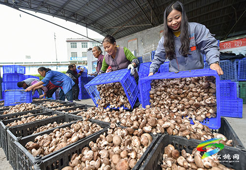 孟溪：采收香菇助農(nóng)增收