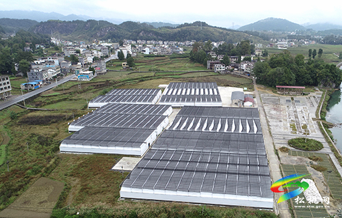 孟溪：采收香菇助農(nóng)增收