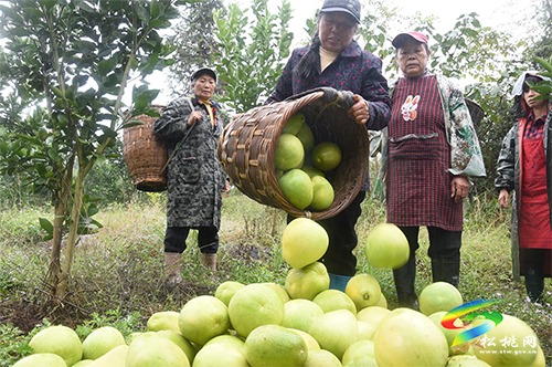 ​大坪場鎮(zhèn)巖牛村：香柚大豐收 群眾采摘忙