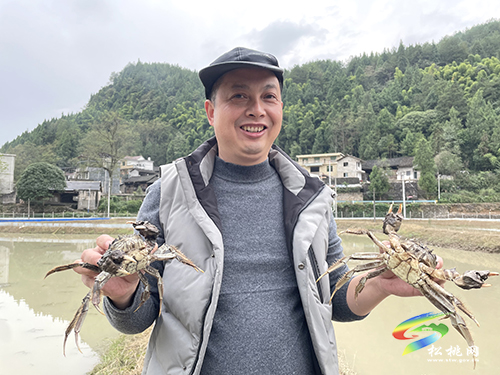 九江街道：“蟹”逅金秋大閘蟹喜獲豐收