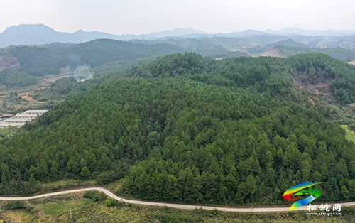 松桃：林下赤松茸  產(chǎn)業(yè)有“錢”景