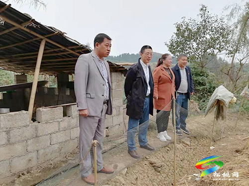聶衡杰到黃板鎮(zhèn)調(diào)研指導(dǎo)工作