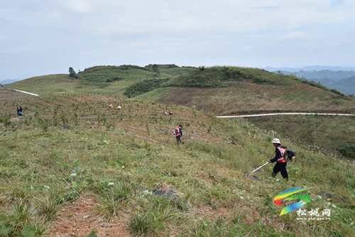 普覺鎮(zhèn)：優(yōu)化土地利用 綠了荒山富了民