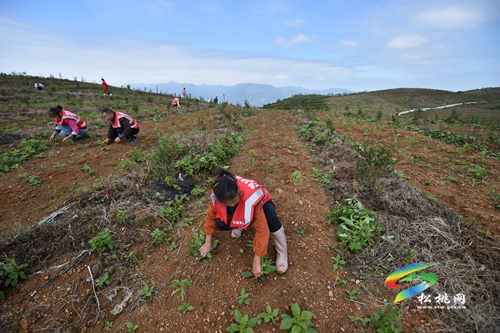 普覺鎮(zhèn)：優(yōu)化土地利用 綠了荒山富了民