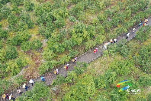 松桃：小小油茶果 綠了青山富了民