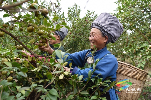 松桃：小小油茶果 綠了青山富了民