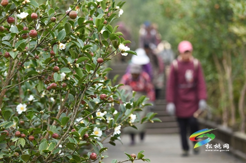 松桃：小小油茶果 綠了青山富了民