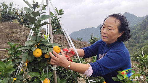 “土專家”文斐：種好“金果果”帶鄉(xiāng)親致富