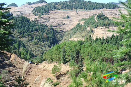 牛郎鎮(zhèn)：種好一顆搖錢樹　靚了山村富了民