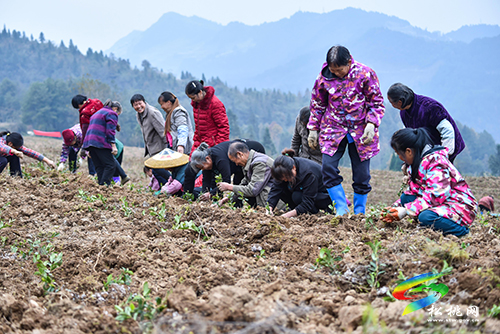 黃板：廢棄荒山變“寶地” 高山引來黃金芽