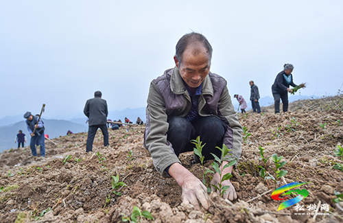 黃板：廢棄荒山變“寶地” 高山引來黃金芽