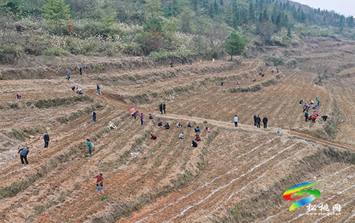 黃板：廢棄荒山變“寶地” 高山引來黃金芽