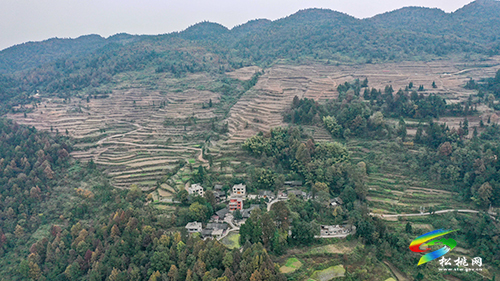 黃板：廢棄荒山變“寶地” 高山引來黃金芽