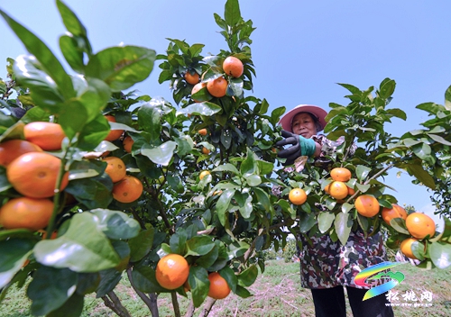 松桃：又逢柑子成熟采收季