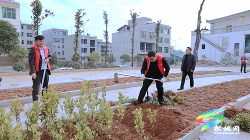 【我為群眾辦實事】盤信鎮(zhèn)：植樹添新綠　努力建設(shè)宜居環(huán)境