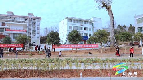 【我為群眾辦實事】盤信鎮(zhèn)：植樹添新綠　努力建設(shè)宜居環(huán)境