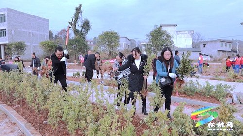 【我為群眾辦實事】盤信鎮(zhèn)：植樹添新綠　努力建設(shè)宜居環(huán)境