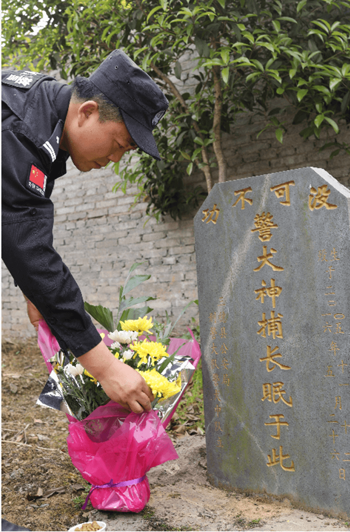 “神捕”最后一次出征，跛著腳，第一時(shí)間咬住了嫌疑人