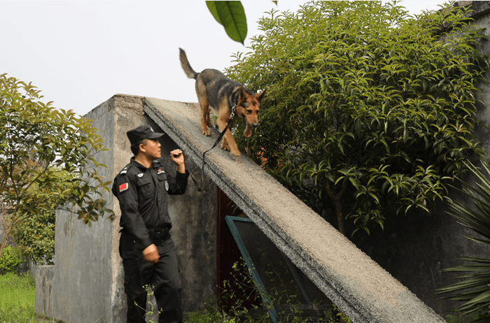 “神捕”最后一次出征，跛著腳，第一時(shí)間咬住了嫌疑人
