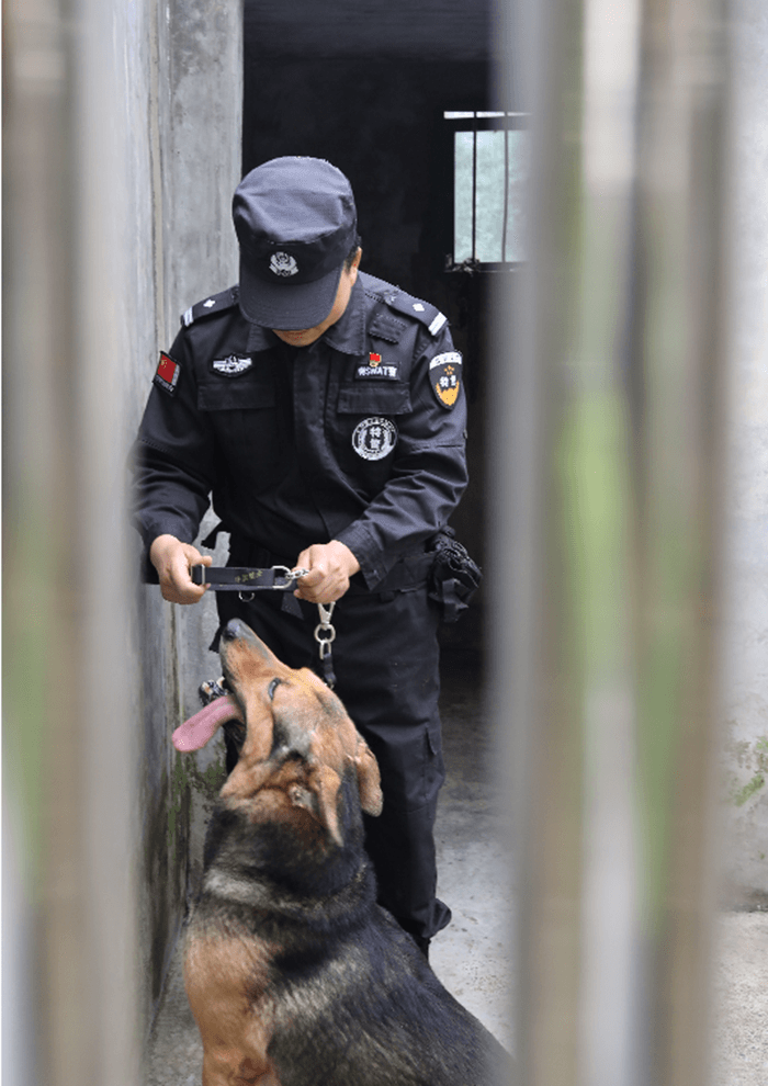 “神捕”最后一次出征，跛著腳，第一時(shí)間咬住了嫌疑人