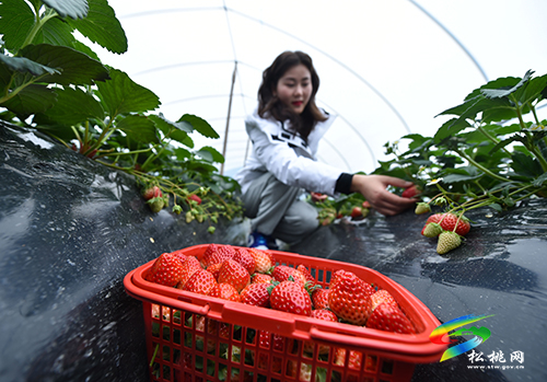 ​松桃：元旦草莓紅 游客采摘樂