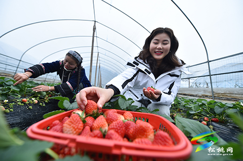 ​松桃：元旦草莓紅 游客采摘樂