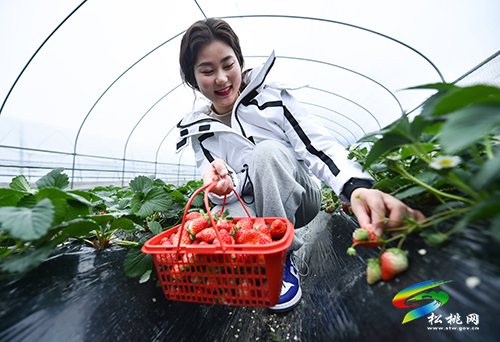 ​松桃：元旦草莓紅 游客采摘樂