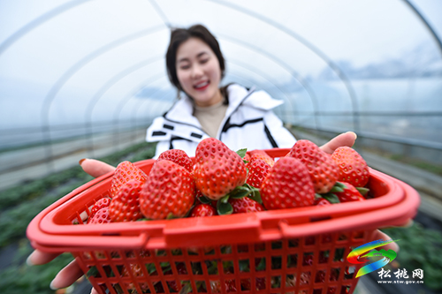 ​松桃：元旦草莓紅 游客采摘樂