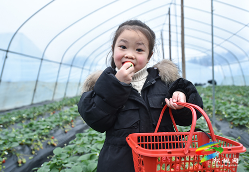 ​松桃：元旦草莓紅 游客采摘樂