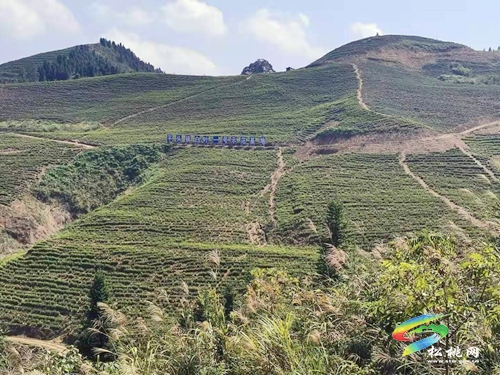 平頭鎮(zhèn)：擴(kuò)大鎮(zhèn)域黨建“共建圈”，激活融合發(fā)展“原動力”